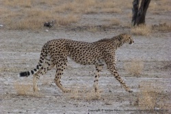 Le guépard n'est pas mon félin préféré mais c'est tout de même un sublime animal !