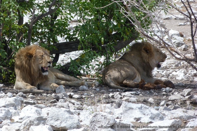 Très souvent, les lions semblent être épuisés par leur dure existence !