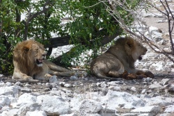 Très souvent, les lions semblent être épuisés par leur dure existence !
