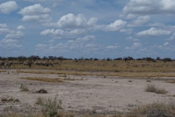 Il y a tellement de zèbres et de gazelles qu'on pourrait se croire dans le Serengeti