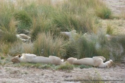 Près d'un autre point d'eau, 4 lionnes en pleine sieste béate