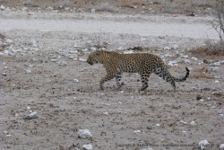 D'un pas décidé, ce léopard se dirige vers le point d'eau