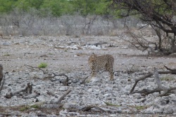 La maman guépard contourne prudemment son adversaire