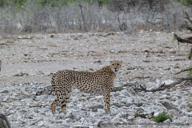La maman guépard parait bien fluette à côté de son adversaire léopard
