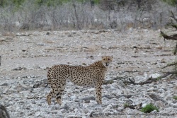 La maman guépard parait bien fluette à côté de son adversaire léopard