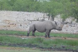 Pendant la confrontation leéopard - guépard, cet imposant rhinocéros noir passe incognito
