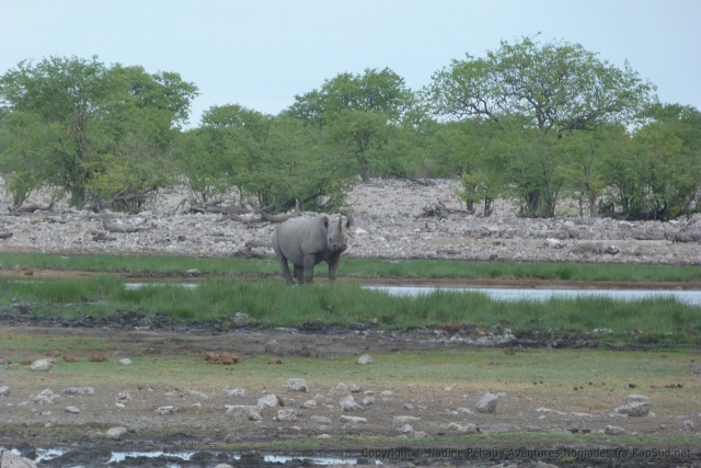 Ce superbe rhinocéros noir a le trou d'eau rien que pour lui