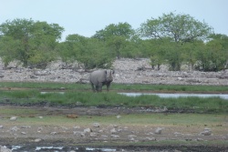 Ce superbe rhinocéros noir a le trou d'eau rien que pour lui