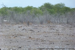 Renversement de situation, c'est maintenant le léopard qui pourchasse le guépard