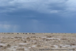Avec tant de zèbres et de gnous, on pourrait se croire au Serengeti