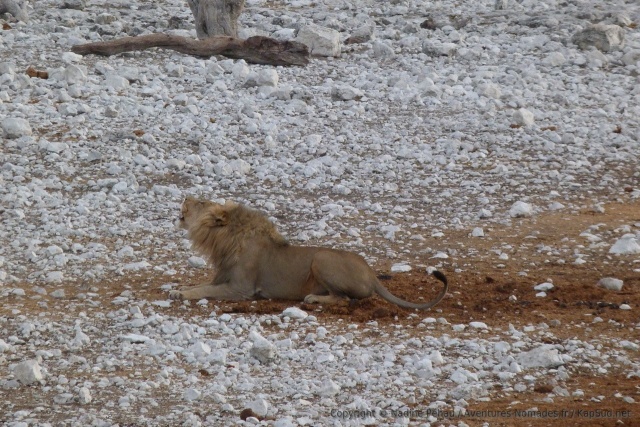 Un superbe lion en plein rugissement qui vous prend aux tripes