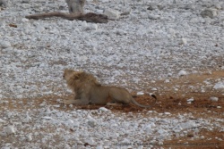 Un superbe lion en plein rugissement qui vous prend aux tripes