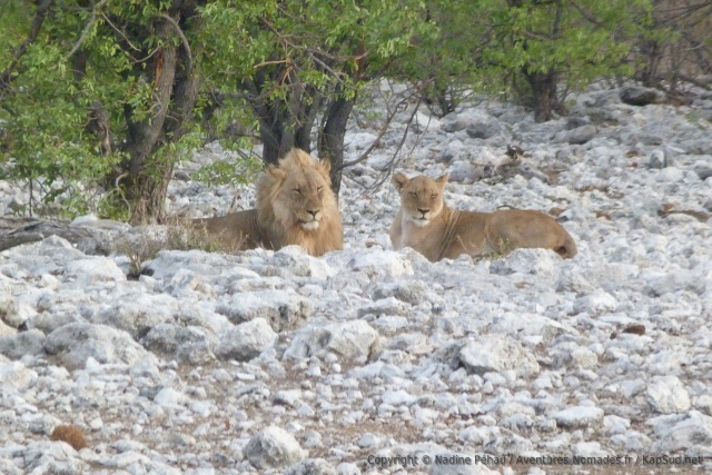 Un peu plus loin un couple de lions roucoule 