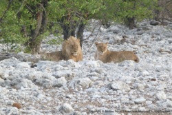 Un peu plus loin un couple de lions roucoule 