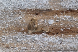 Ce magnifique lion surveille son point d'eau