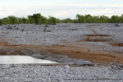 La robe marron du lion se confond parfaitement avec la terre environnante