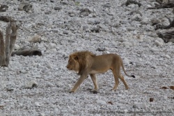 Finalement le lion se lève pour aller se coucher un peu plus loin !