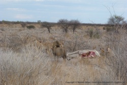 A quelques minutes près, on assistait à une scène de chasse incroyable