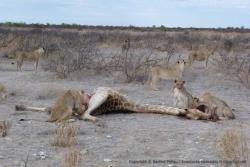 Cette pauvre girafe n'a pas pu résister à cette belle troupe de lions