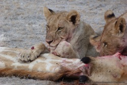 Même les lionceaux prennent part au festin