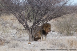Deux magnifiques lions sont les chefs de cette grande troupe