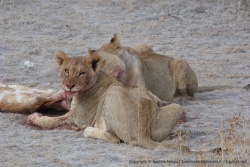 On réalise que ces adorables lionceaux sont déjà de sacrés carnivores