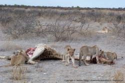 Comme souvent, les lionceaux se montrent les plus curieux