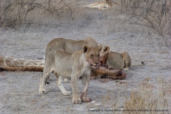 Les lionceaux sont jeunes mais déjà robustes