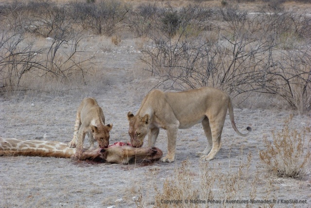 La tête est aussi un des morceaux préférés pour ces lions