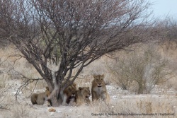 Petit à petit, les lions rassasiés se rassemblent plus loin pour une sieste collective
