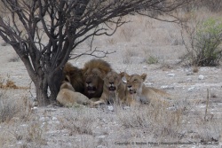 Cette troupe de lions semblent très unie