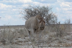 Décidément, tous les rhinocéros sont de sortie aujourd'hui