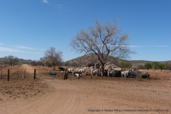 En Namibie aussi l'élevage du bétail est la principale activité agricole