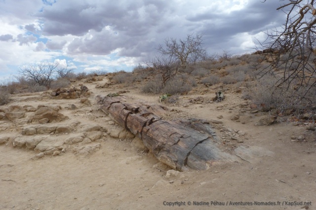 Un bel exemplaire d'arbre de la forêt pétrifiée