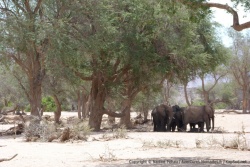 Les étonnants éléphants du désert affectionnent particulièrement le lit des rivières