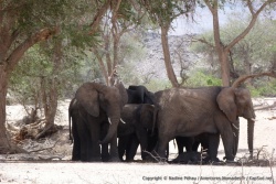 C'est véritablement incroyable de voir comment des éléphants peuvent survivre dans ces conditions