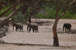 Après leur halte à l'ombre, les éléphants reprennent la route pour on ne sait où