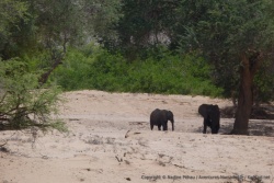Un dernier coup d'oeil vers nos valeureux éléphants du désert