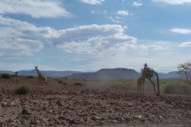 Des girafes du désert à la sortie de Palmwag