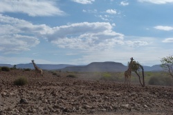 Des girafes du désert à la sortie de Palmwag