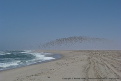 Une multitude de petits oiseaux s'envolent à notre arrivée