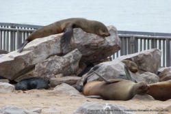 Tous les moyens sont bons pour un bain de soleil