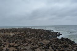 La colonie de Cape Cross abrite plus de 100 000 otaries !
