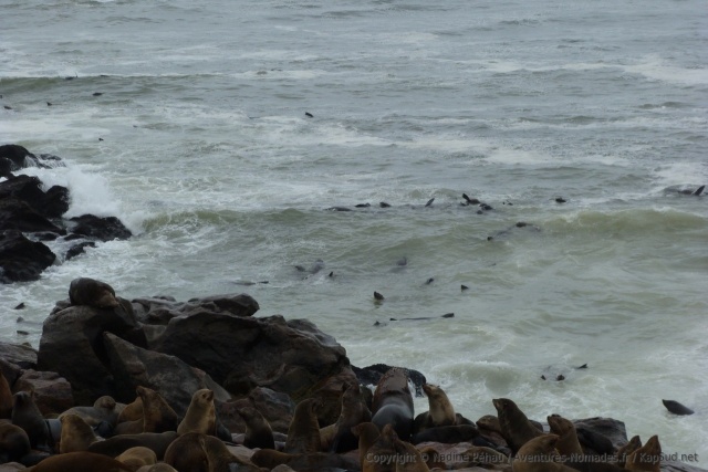 C'est dans l'eau que les otaries sont les plus spectaculaires