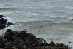C'est dans l'eau que les otaries sont les plus spectaculaires