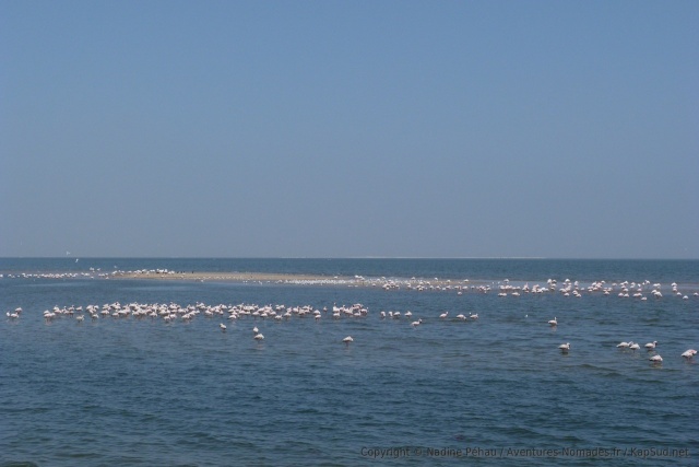 Des flamants roses squattent les environs pour notre plus grand bonheur
