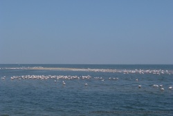Des flamants roses squattent les environs pour notre plus grand bonheur