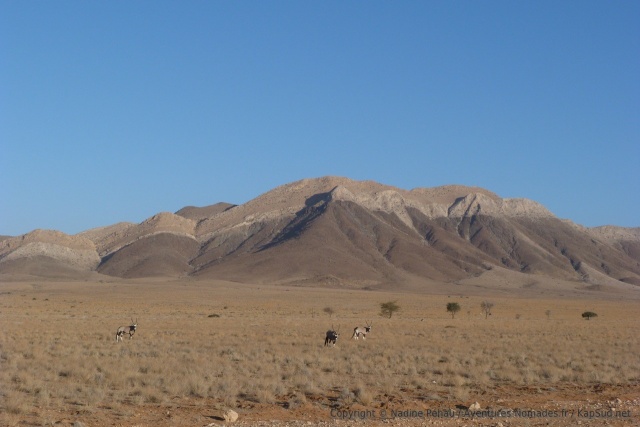 On retrouve avec plaisir nos amis les oryx dans de superbes décors