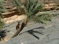 om_2007_0226(015)