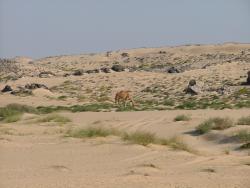 om_2007_0303(006)
